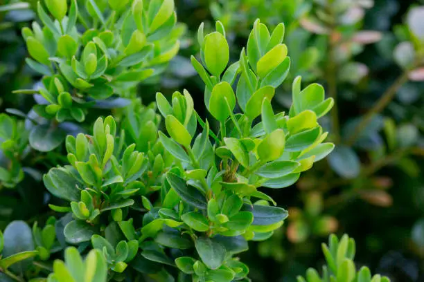 Photo of boxwood. Buxus sempervirens s. young boxwood leaves on a branch