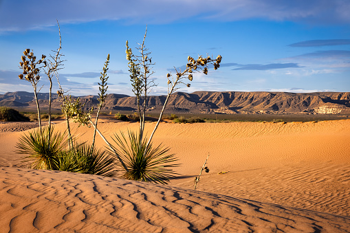 Dried plants stand in the desert, with cliffs in the background, near Horizon City, just east of El Paso, Texas.