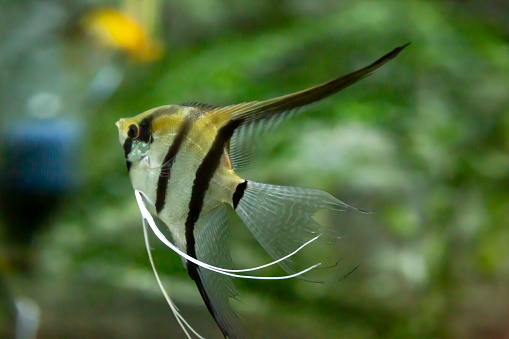 portrait of a zebra Angelfish in tank fish with blurred background Pterophyllum scalare