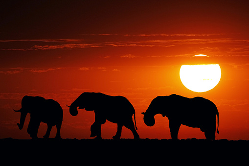 African Elephant, loxodonta africana, Group at Sunset, Moremi Reserve, Okavango Delta in Botswana