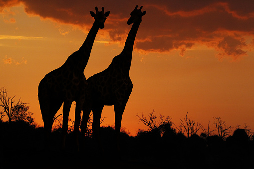 South African Giraffe, giraffa camelopardalis giraffa, Pair at Sunset, Near Chobe River, Botswana
