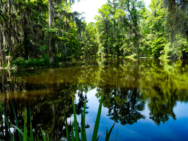 istock Lush bayou, water and trees. Georgia. 1498995288