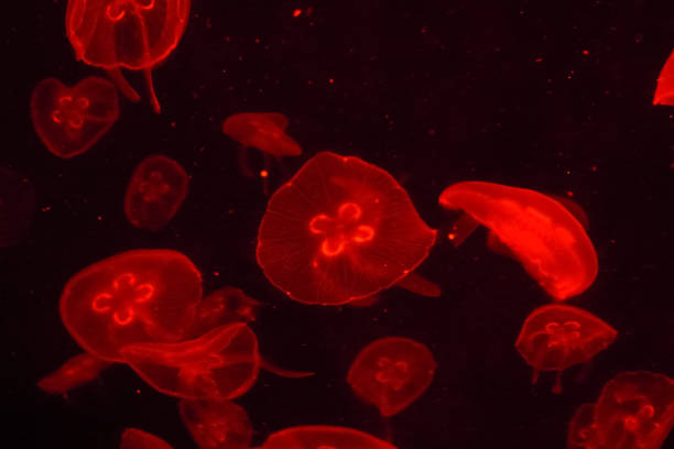 istock The jellyfish in motion in color. 1498996606