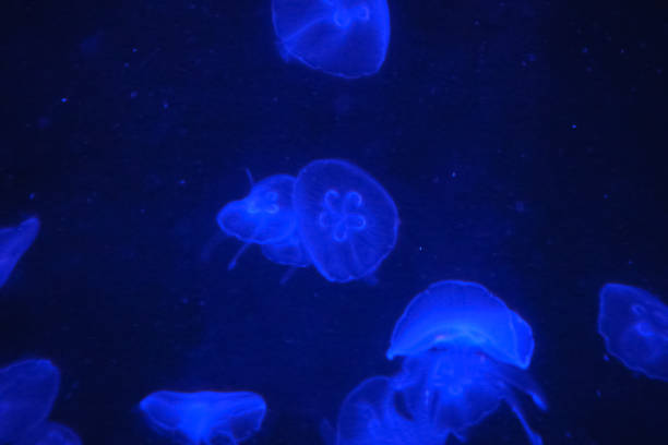 istock The jellyfish in motion in color. 1498996772