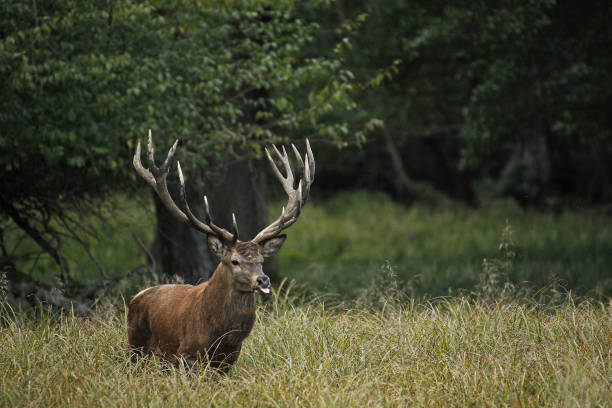 istock Red Deer, cervus elaphus, Stag, Sweden 1498996942