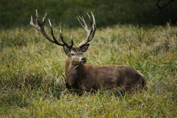 istock Red Deer, cervus elaphus, Stag, Sweden 1498996951