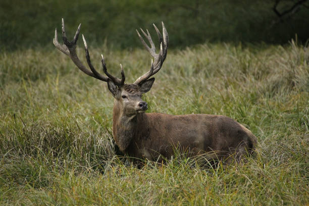 istock Red Deer, cervus elaphus, Stag, Sweden 1498997046