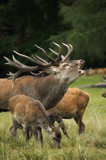 istock Red Deer, cervus elaphus, Stag Roaring during the Rutting season, Sweden 1498997113