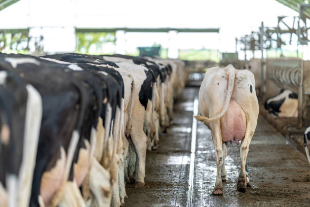 cows in a row while feeding on a farm, rear view.
