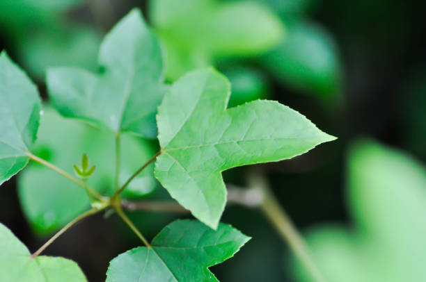 istock maple leaf, maple leaves or green leaf or Acer saccharum Marsh 1499000515