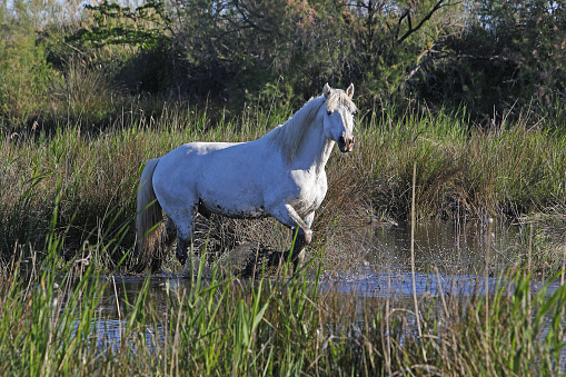 Camargue Horse, Stallion Standing in Swamp, Saintes Marie de la Mer in The South of France