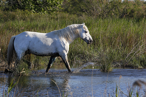 Camargue Horse, Stallion Standing in Swamp, Saintes Marie de la Mer in The South of France