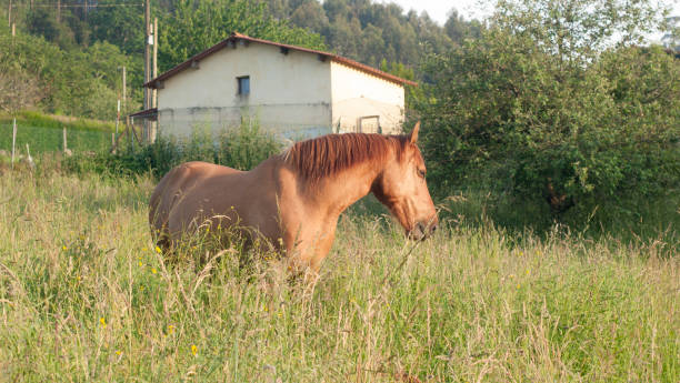 istock Brown horse in ranch field 1499000989