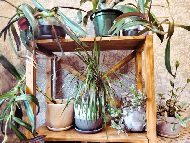 istock Indoor plants on a wooden shelf 1499001324