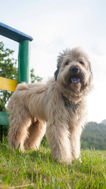 istock Hairy dog in a park 1499001442