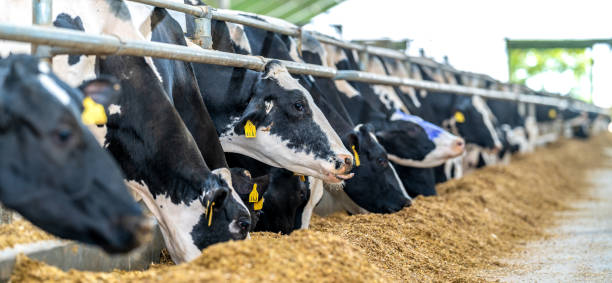 istock livestock, feeding cows in the farm yard 1499001452