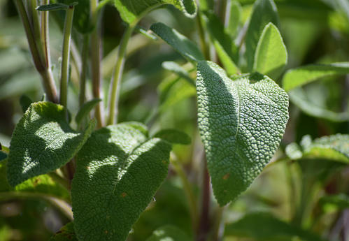 Sage herb plant and leaves. Growing in a plant pot in a kitchen garden. Bright sunlit summer day outdoors. Close up