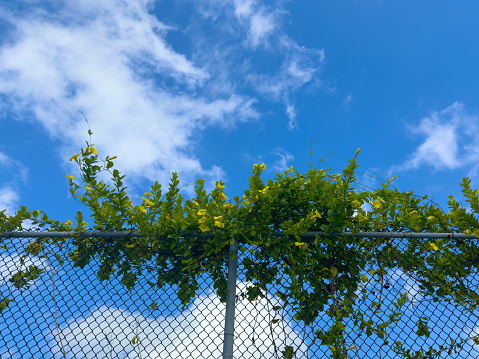 View of a Yellow Mandevilla Vine in bloom climbing over a wire mesh fence in Grand Cayman