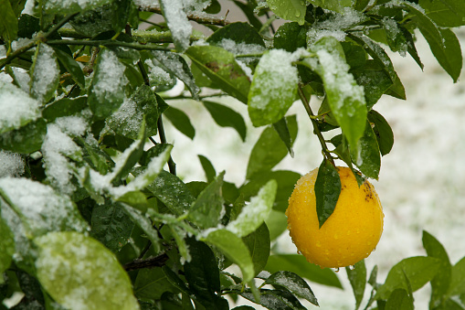 snow covered lemon tree