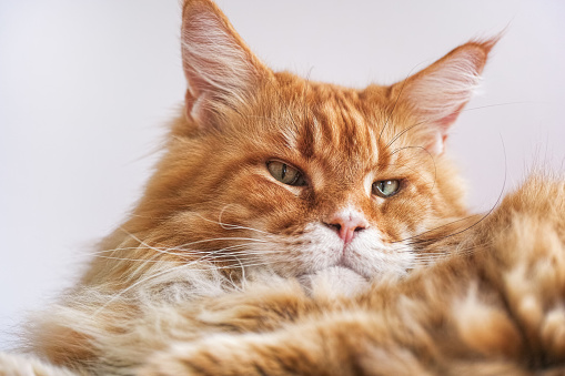 A portrait of a red Maine Coon cat lying on its side. Close up.