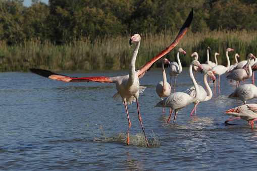 Greater Flamingo, phoenicopterus ruber roseus, Adult in Flight, Taking off from Swamp, Camargue in the South East of France