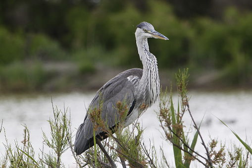 Grey Heron, ardea cinerea, Immature, Camargue in the South of France