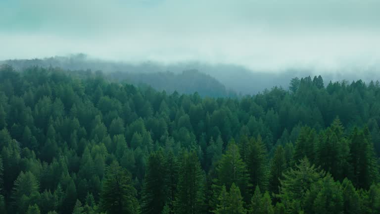 Foggy Forest In Northern California - Aerial