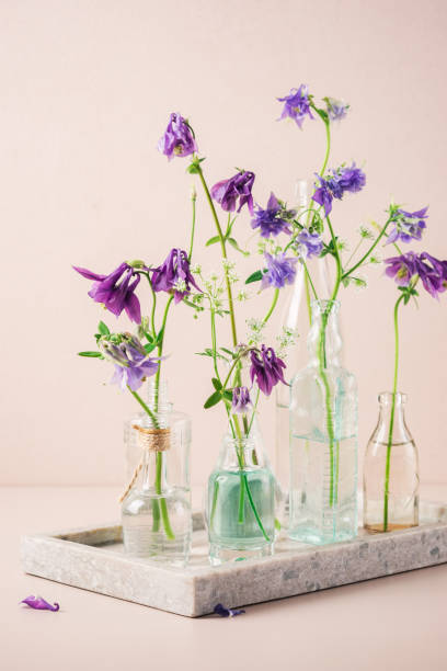 istock Columbine flowers in glass bottles. 1499004828