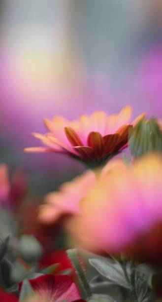 istock Array of vibrant and colorful Barberton daisies in a bouquet 1499007950