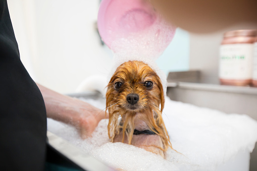 Pet Groomer Giving a Pomeranian Dog With Black Skin Disease a Healthy Bath Treatment.