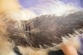Pomeranian Dog With Black Skin Disease or Alopecia X