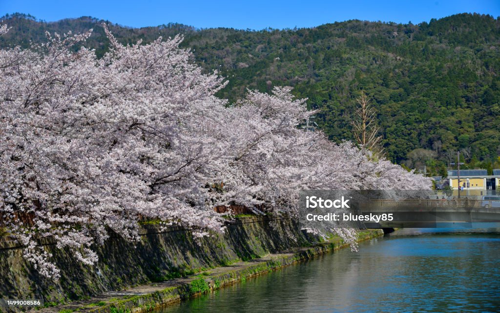 Cherry blossom (sakura) in Kyoto, Japan Spring day with cherry flowers in Kyoto, Japan. Annual cherry blossom viewing (hanami) is an important cultural feature in Japan. Ancient Stock Photo