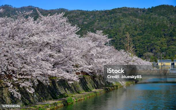 Cherry Blossom In Kyoto Japan Stock Photo - Download Image Now - Ancient, Asia, Beauty