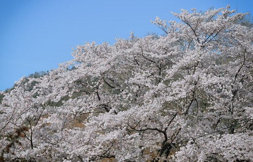 View through branches of Japanese Cherry trees with pink and white cherry blossom or Sakura with mountains in Japan in background against a white clouded blue sky