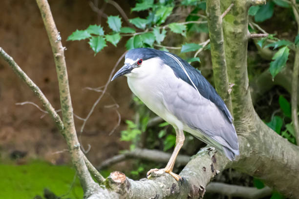 istock Black crowned night heron on branch in swamp 1499009446