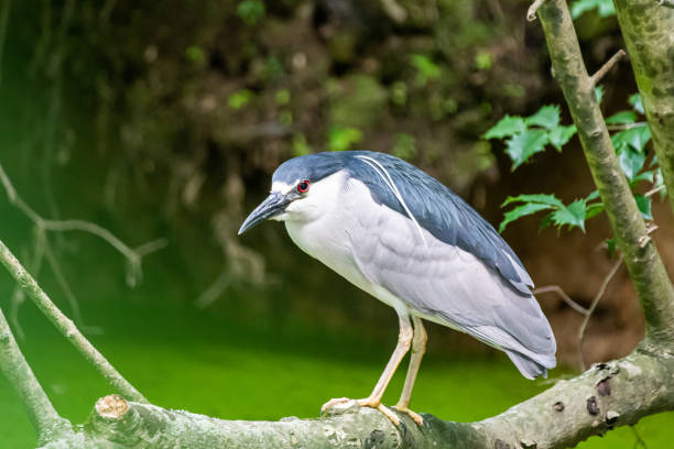 istock Black crowned night heron on log in swamp 1499009494