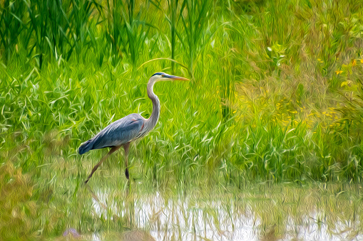 Great blue heron with oil painting look
