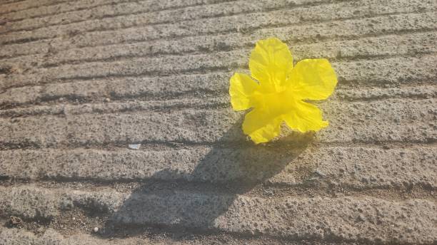 istock Yellow bright and its shadow flower on ground road 1499010038