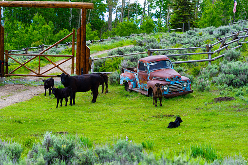Old Rusty Truck with Cows