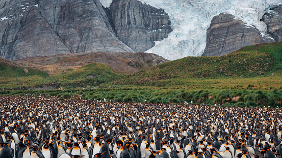South Georgia Island Crowded King Penguin Colony side by side together on a beach of South Georgia in front of Mountain Range and Glacier Tongue. South Georgia Island, Sub Antarctic Islands, British Overseas Territories, UK