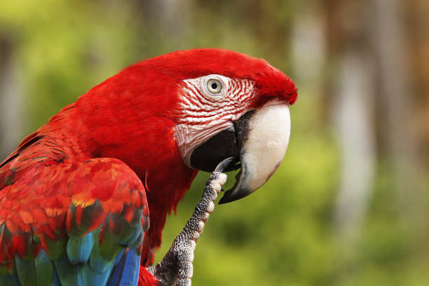Red-and-Green Macaw, ara chloroptera, Portrait of Adult Red-and-Green Macaw, ara chloroptera, Portrait of Adult green winged macaw ara chloroptera stock pictures, royalty-free photos & images