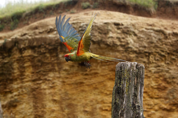 istock Red-fronted Macaw, ara rubrogenys, Adult in Flight, Taking off from Post 1499011742