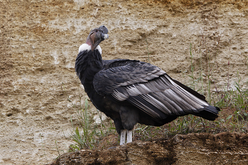 Andean Condor, vultur gryphus, Male