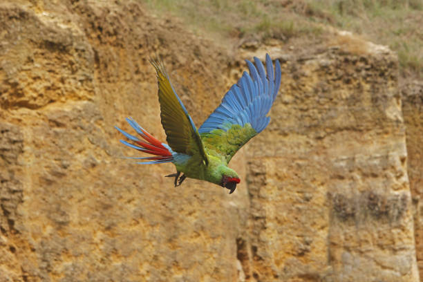 istock Red-fronted Macaw, ara rubrogenys, Adult in Flight 1499011863