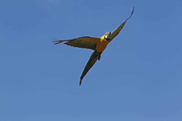 Blue and Yellow Macaw, ara ararauna, Adult in Flight