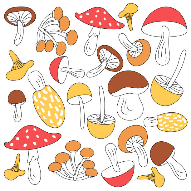 A collection of doodle-style wild mushrooms is isolated on a white background. Simple illustrations of mushrooms with incomplete painting. A collection of doodle-style wild mushrooms is isolated on a white background. little grebe (tachybaptus ruficollis) stock illustrations