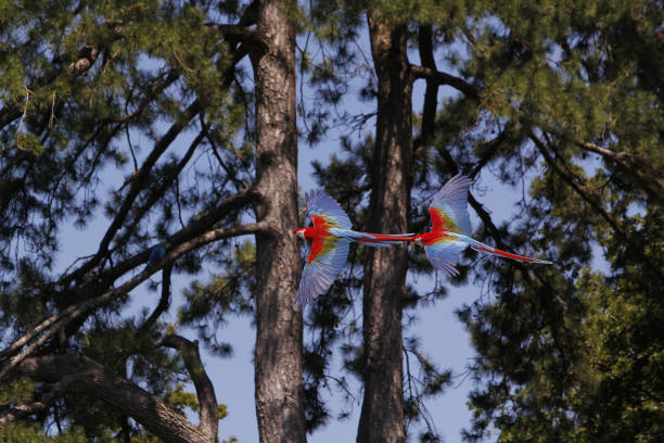 Red-and-Green Macaw, ara chloroptera, pair in Flight Red-and-Green Macaw, ara chloroptera, pair in Flight green winged macaw ara chloroptera stock pictures, royalty-free photos & images