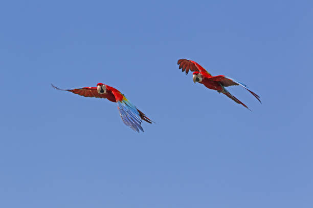 Red-and-Green Macaw, ara chloroptera, pair in Flight Red-and-Green Macaw, ara chloroptera, pair in Flight green winged macaw ara chloroptera stock pictures, royalty-free photos & images