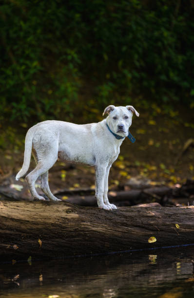 istock White Labrador Retriever Mix along the River Bank 1499013126
