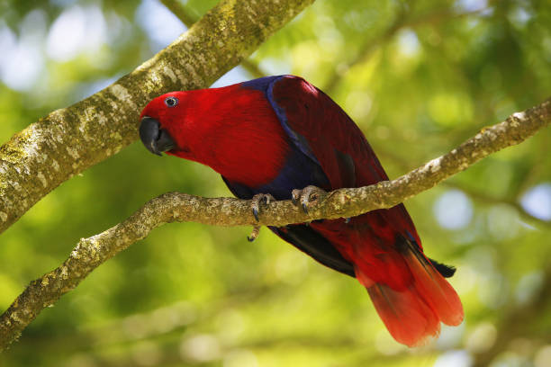 istock Eclectus Parrot, eclectus roratus, Female standing on Branch 1499013128